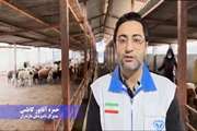 تلاشی که دل دامداران مناطق محروم را  شاد و امیدشان را زنده نگه می‌دارد